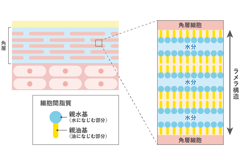 アルファゲル製剤と植物油成分